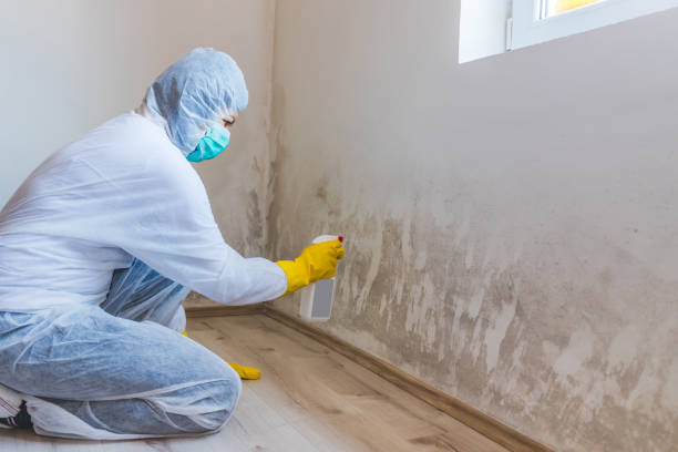 Licensed Black Mold Removal service in Hamilton, IL - WQB Mold Removal