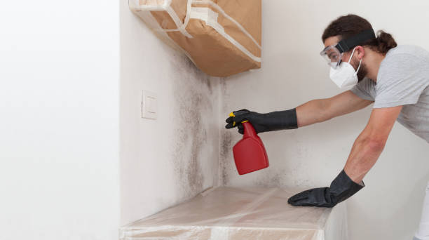 Professional Black Mold Removal technician working in Hamilton, IL