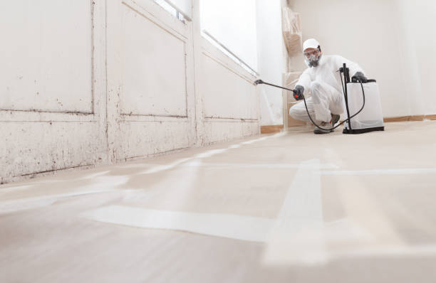 24/7 Emergency Black Mold Removal experts in Hamilton, IL