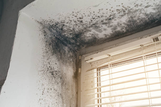 Affordable Black Mold Removal solutions in Hamilton, IL