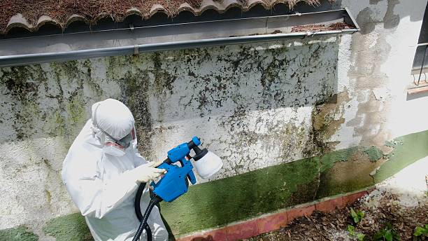 Top rated local Black Mold Removal specialists in Hamilton, IL